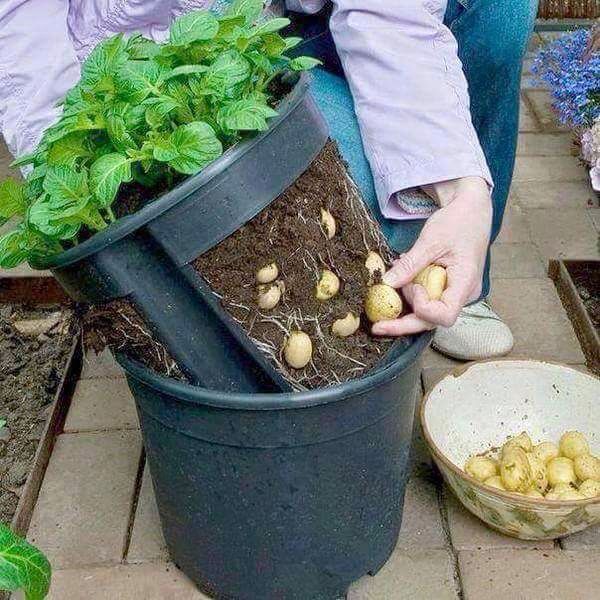 How to Grow Baby Potatoes