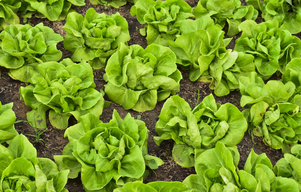 How to Grow Butter Lettuce