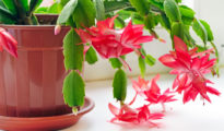 How to Care for Christmas Cactus