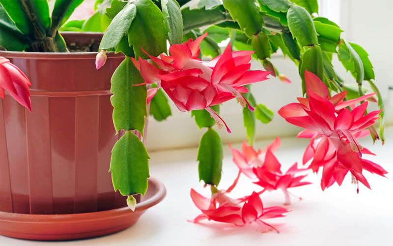 How to Care for Christmas Cactus