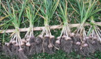 How to Grow Garlic in Florida