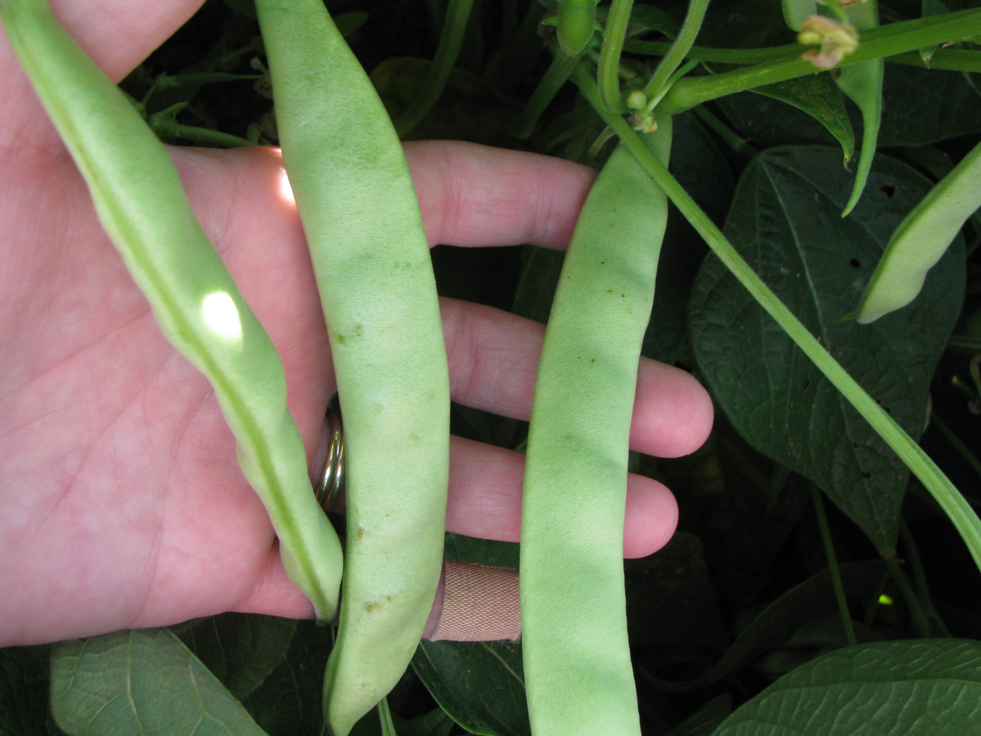 How to Grow Kidney Beans