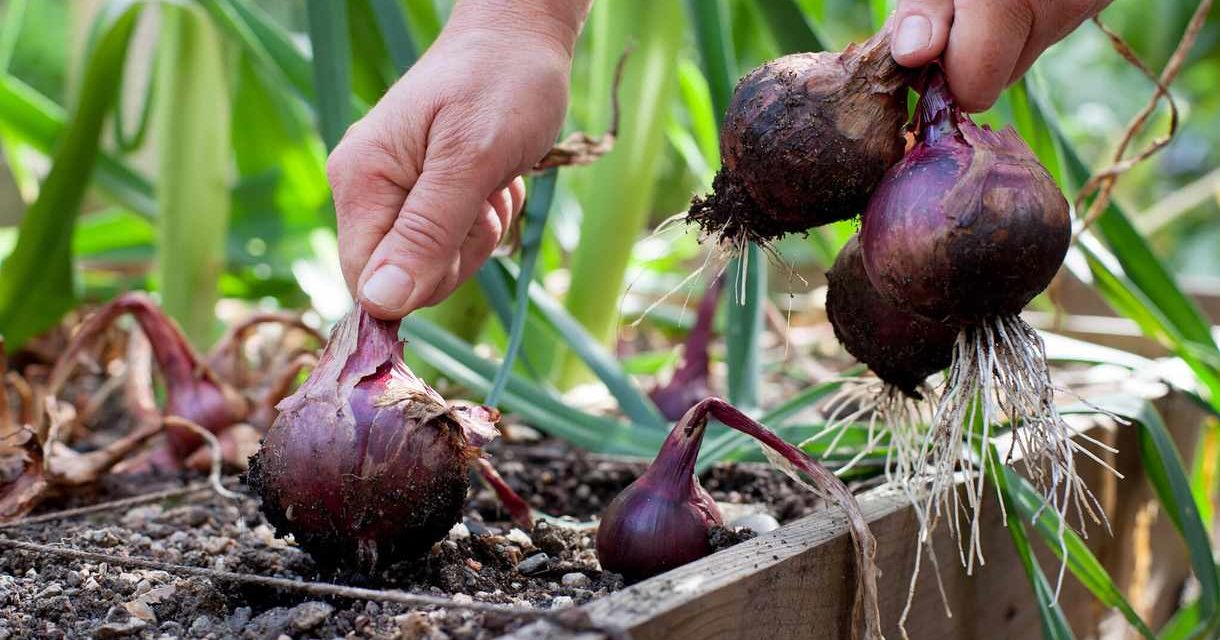 How to Plant Onions