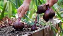 How to Plant Onions