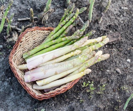 How to Grow White Asparagus