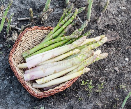 How to Grow White Asparagus