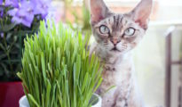 How to Grow Cat Herbs