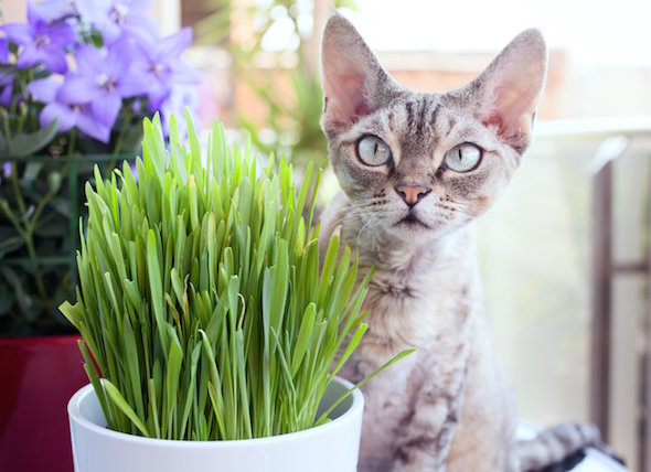 How to Grow Cat Herbs