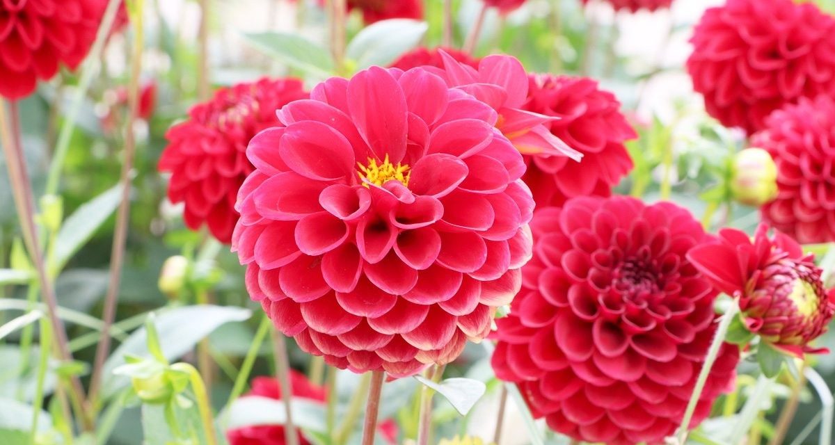 Planting Dahlia Bulbs & Dahlia Care