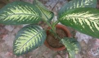 How to Care for Dumb Cane Plants