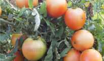 How to Grow Long Keeper Tomatoes