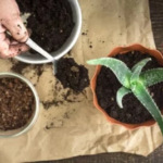 repotting aloe plants healthy houseplants