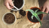 How to Re-Pot Aloe Plants