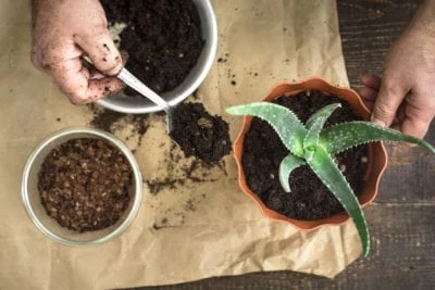 How to Repot a Plant