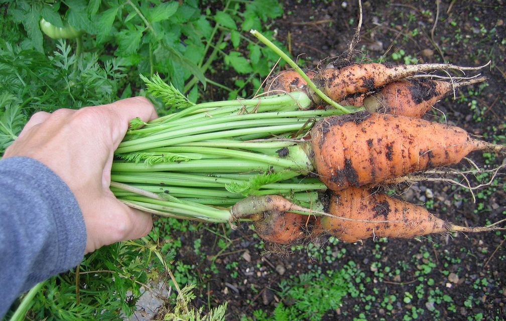 Winter Garden Vegetables