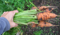 Winter Garden Vegetables