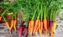 Carrot Varieties: What Are the Most Popular Varieties of Carrot?