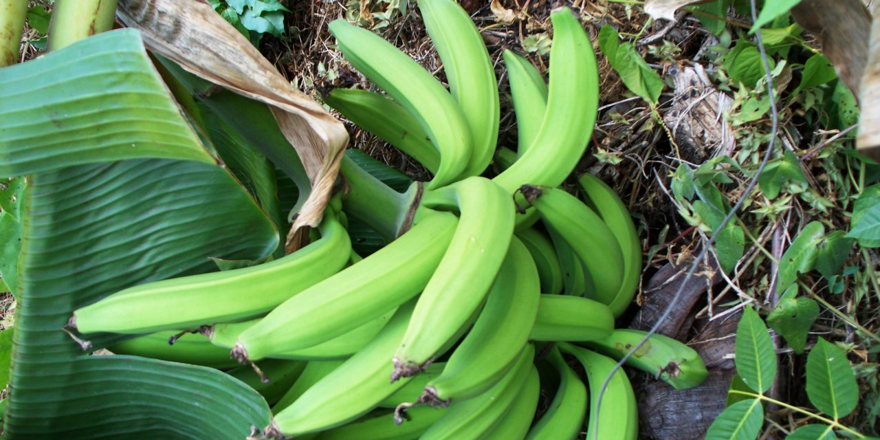 How to Grow Plantains