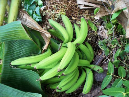 How to Grow Plantains
