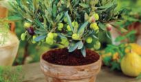 How to Grow Olive Trees in Pots