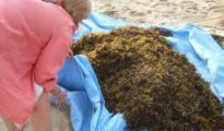 DIY Seaweed Fertilizer