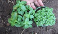 How to Grow Spicy Globe Bush Basil