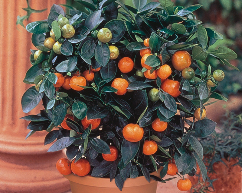 Dwarf Citrus Trees