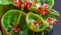 5 Unusual Houseplants You Never Knew About