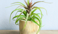 How to Care for Air Plants