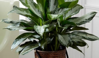 5 Easy to Grow Houseplants