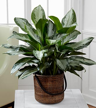 5 Easy to Grow Houseplants