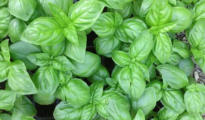 What is Genovese Basil & How to Grow It