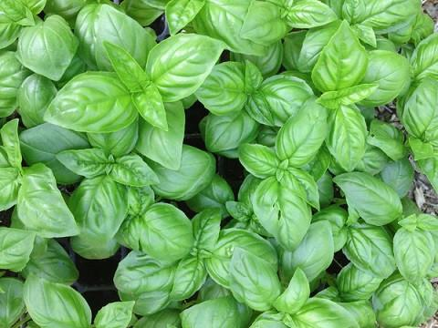 What is Genovese Basil & How to Grow It