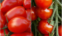 What is the Difference Between Grape Tomatoes and Cherry Tomatoes?