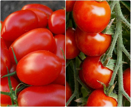 What is the Difference Between Grape Tomatoes and Cherry Tomatoes?