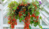 How to Grow Hanging Tomato Plants