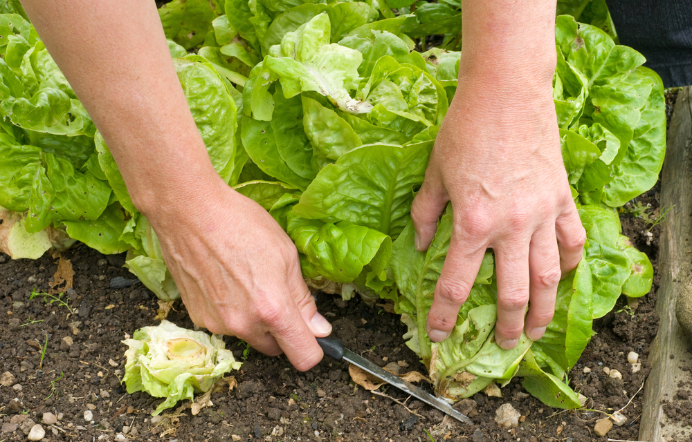 The Ultimate Guide to Harvesting and Storing Vegetables