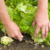 The Ultimate Guide to Harvesting and Storing Vegetables