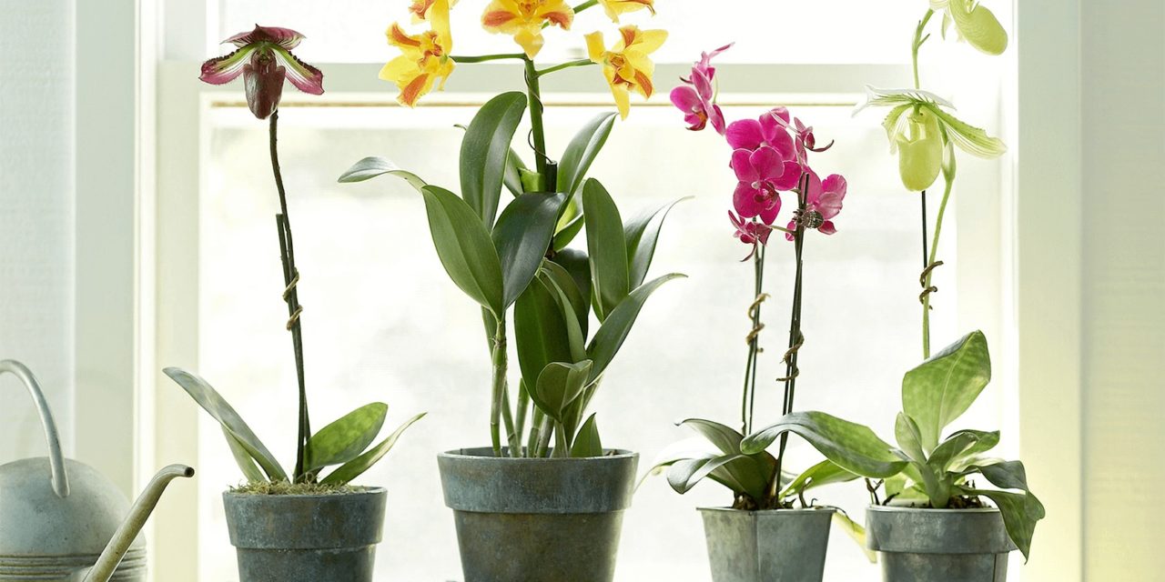 How to Fertilize Orchids