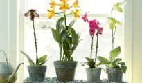 How to Fertilize Orchids