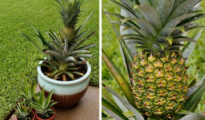 How to Grow A Pineapple In Your Home or Garden