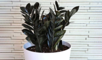 Raven ZZ Plant: The New, Stylish Plant You Need!