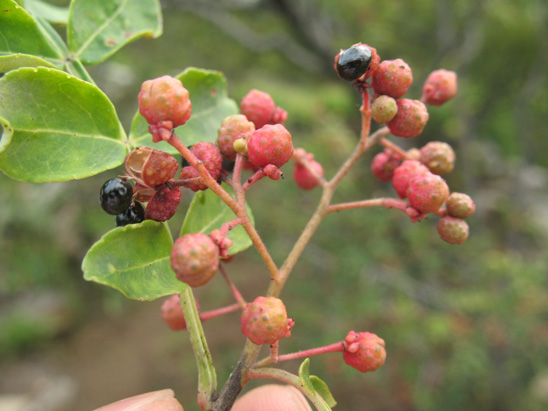 How to Grow Szechuan Pepper