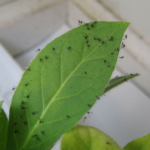 gnats on plants