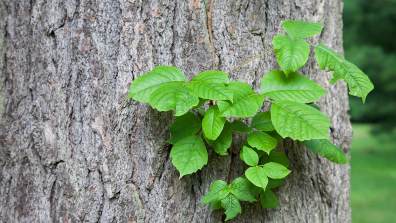 How to Get Rid of Poison Ivy Plants