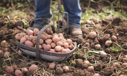 How to Plant Potatoes