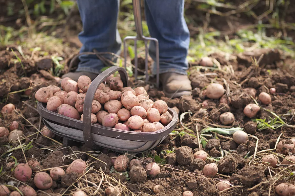 How to Plant Potatoes