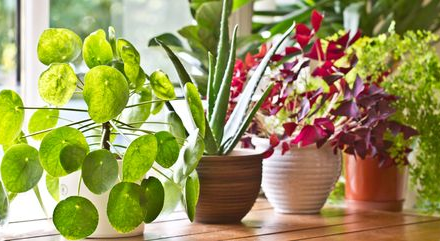 How to Grow Indoor Plants