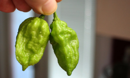 How to Grow Ghost Peppers Indoors