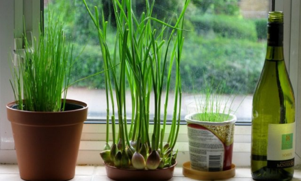 How to Grow Garlic Indoors